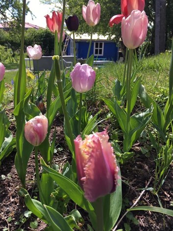 Lyserøde tulipaner